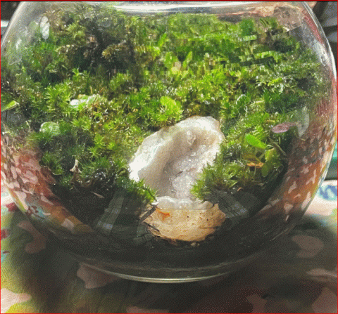 Terrarium 