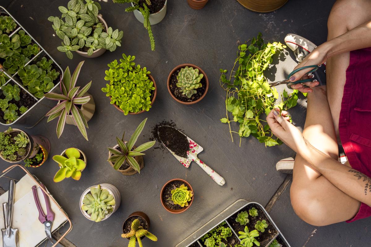 indoor house plants