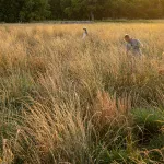 Field of Kernza